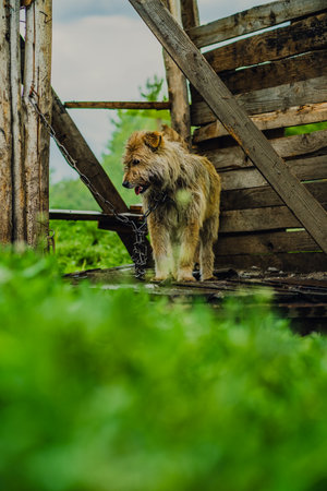 Dog Stands on Wooden Platform Surrounded by Lush Green Grass During Overcast Day in Rural Area.