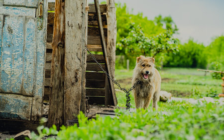 A scruffy dog remains tied on a wooden platform gazing into the distance Lush green grass surrounds...