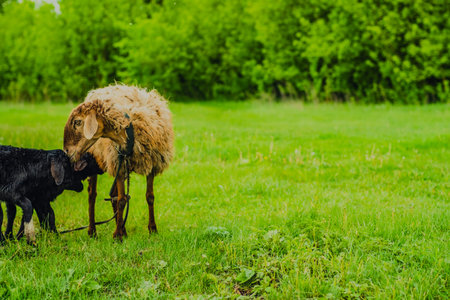 Two sheep are grazing on fresh grass in a vibrant green pasture The warm sunlight creates a serene...