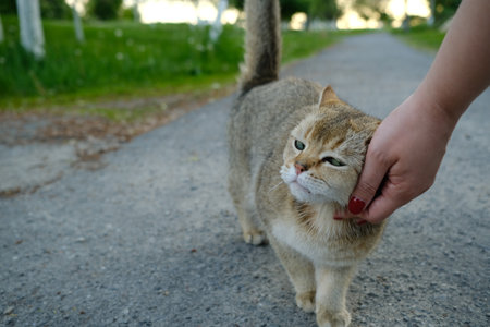 A fluffy cat walks along a pathway, enjoying a warm day. A hand reaches down to pet the cat, creating a moment of affection amidst a peaceful atmosphereの写真素材
