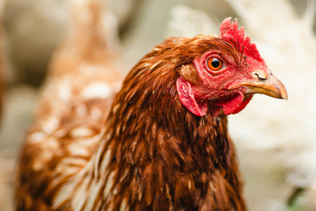 A brown hen stands prominently, displaying its vibrant feathers and bright eyes. The farmyard background hints at a rustic lifestyle, with soft natural lighting enhancing the sceneの写真素材
