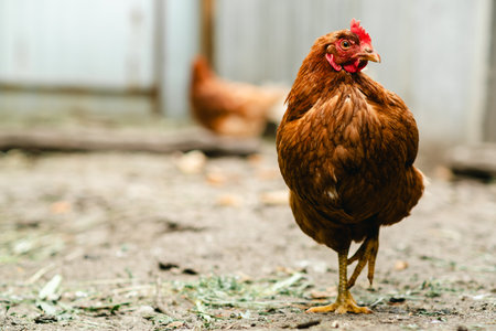 Close-up view of a brown hen showing its feathers, eyes, and beak in a farmyard setting during...