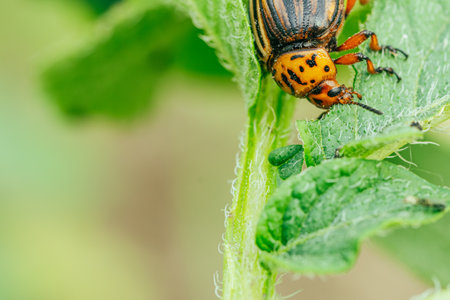 Colorado potato beetle is seen on a lush green leaf, exploring its surroundings in a sunny garden. This pest is known for damaging potato plants significantlyの写真素材