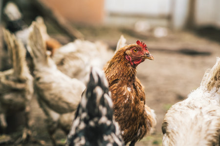 Several chickens, featuring various colors and patterns, are actively foraging on the ground in a...