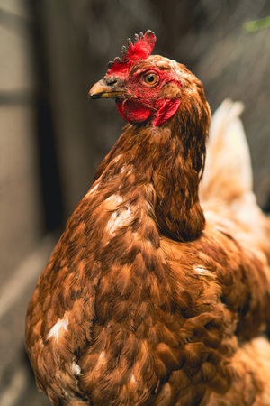 A brown hen stands confidently amidst rustic farm surroundings in the late afternoon light. The hen...