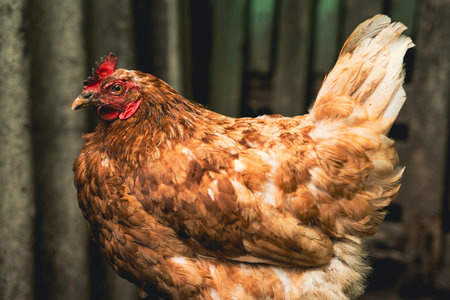 Brown hen roams freely in a rustic farm setting during the late afternoon.の写真素材