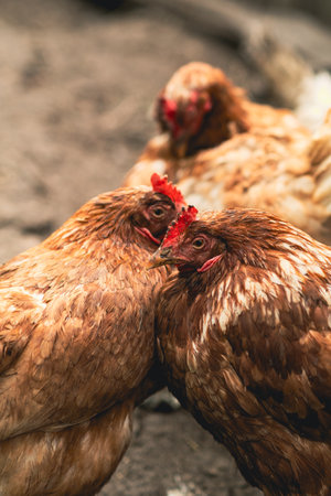 Chickens foraging in a farmyard during a sunny afternoon in rural countryside.