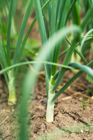 Fresh green onions thrive in a garden bed surrounded by healthy soil and lush greenery, reflecting the vitality of a sunlit growing seasonの写真素材