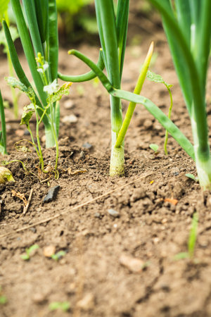 Fresh green onions thrive in a garden bed surrounded by healthy soil and lush greenery, reflecting the vitality of a sunlit growing seasonの写真素材