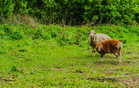 A sheep is grazing on fresh grass in a vibrant green meadow Surrounding trees add to the tranquil atmosphere on a sunny day in this serene landscape.の写真素材