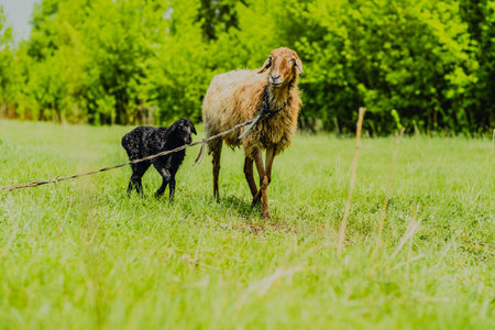 Two sheep are seen grazing peacefully in a bright green field One sheep is black while the other is...