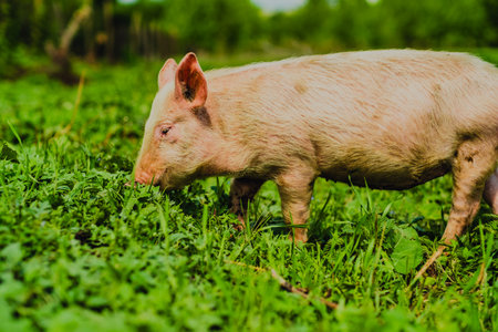 Happy Pig Exploring a Green Pasture Under Bright Daylight With Trees in the Background
