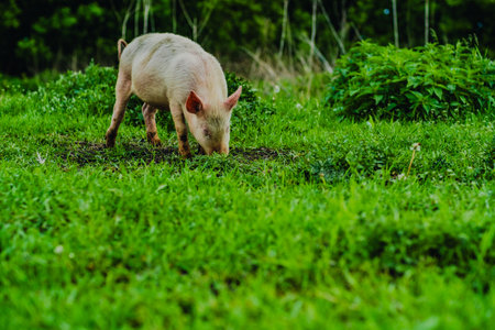 A young pig is seen rooting through the grass in a vibrant meadow filled with greenery It enjoys a natural habitat basking in the warmth of the sun.の写真素材