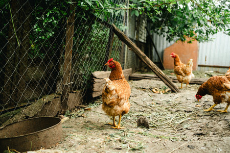 A group of chickens walks around a cozy backyard coop surrounded by greenery. The animals appear healthy and curious, enjoying their environment on a cloudy dayの写真素材
