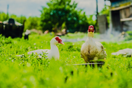 Ducks Walking on Lush Green Grass Under Cloudy Skies in a Rural Landscape During Mid-Afternoon.の写真素材