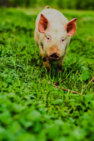 Happy Pig Exploring a Green Pasture Under Bright Daylight With Trees in the Background