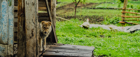 Dog Stands on Wooden Platform Surrounded by Lush Green Grass During Overcast Day in Rural Area.