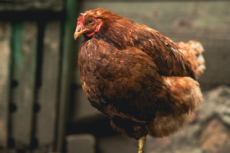 A brown hen stands confidently amidst rustic farm surroundings in the late afternoon light. The hen appears healthy and alert, showcasing its feathers and distinct featuresの写真素材