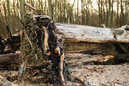 Sandy beach features weathered driftwood pieces scattered along the shore framed by tall trees under a warm sunset glow creating a serene and natural setting.の写真素材