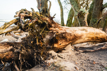 Exposed tree roots form intricate patterns along the sandy beach as the tide recedes The early...