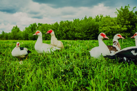 Ducks Walking on Lush Green Grass Under Cloudy Skies in a Rural Landscape During Mid-Afternoon.の写真素材