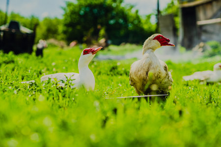 Ducks Walking on Lush Green Grass Under Cloudy Skies in a Rural Landscape During Mid-Afternoon.の写真素材