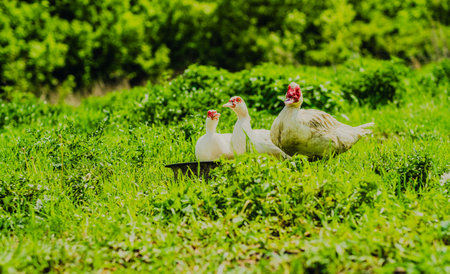 Ducks Walking on Lush Green Grass Under Cloudy Skies in a Rural Landscape During Mid-Afternoon.の写真素材