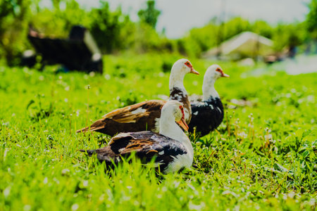 Ducks Walking on Lush Green Grass Under Cloudy Skies in a Rural Landscape During Mid-Afternoon.