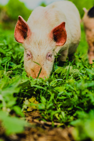 Happy Pig Exploring a Green Pasture Under Bright Daylight With Trees in the Background