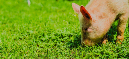 A pig grazes on lush green grass in a vibrant field while ducks rest nearby The sun casts a warm...