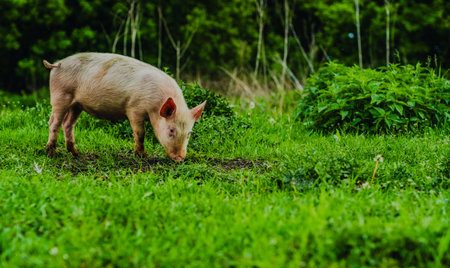 A young pig is seen rooting through the grass in a vibrant meadow filled with greenery It enjoys a...