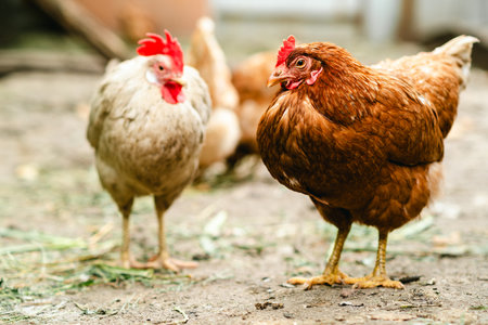 Two chickens are standing on the ground in a rural setting, with sunlight filtering through the trees. The chickens appear to be foraging and pecking at the ground, as is typical of their natural behavior. The image conveys a sense of peaceful coexistence between humans and animals in a rustic, agricultural environment.の写真素材