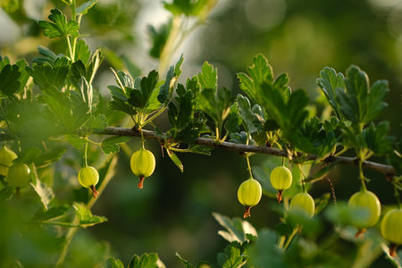 Clusters of small, green gooseberries hang from a branch surrounded by lush green leaves. The warm sunlight bathes the garden in a soft glow, enhancing the vibrant colorsの写真素材