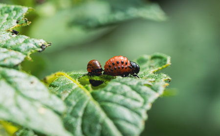 Colorado Potato Beetle Larvae Feeding on Potato Plant Leaves in a Garden During the Growing Season.