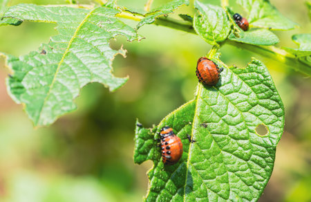 Colorado potato beetles are seen actively feeding on the green leaves of a potato plant in a garden...