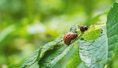Colorado potato beetles are seen actively feeding on the green leaves of a potato plant in a garden The vibrant red and black markings contrast with the lush foliage surrounding them.の写真素材