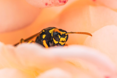 A yellow and black wasp is captured in detail as it sits on a delicate pink flower in a vibrant garden The sun shines brightly illuminating the intricate features of the insect.の写真素材