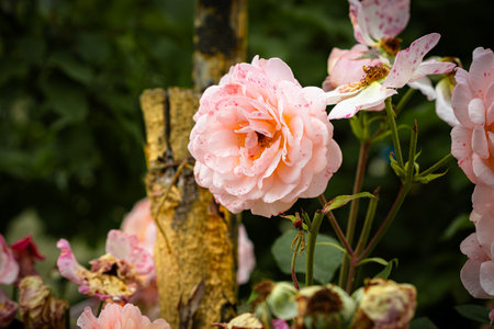 Clusters of soft pink and yellow flowers flourish in a garden showcasing their delicate petals under bright sunlight creating a serene atmosphere.の写真素材