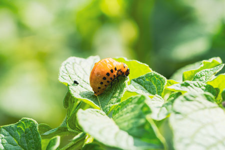 Colorado potato beetle larva is actively feeding on a vibrant green potato leaf in a garden The...