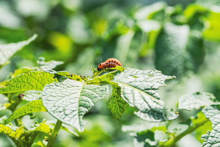 Colorado potato beetle larva is actively feeding on a vibrant green potato leaf in a garden The larvae display vivid colors that stand out against the foliage showing their growth stage.の写真素材