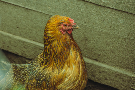 A vibrant hen with golden and brown feathers forages near a rustic wooden wall in a farmyard The setting captures a peaceful moment in rural life with natural textures.の写真素材