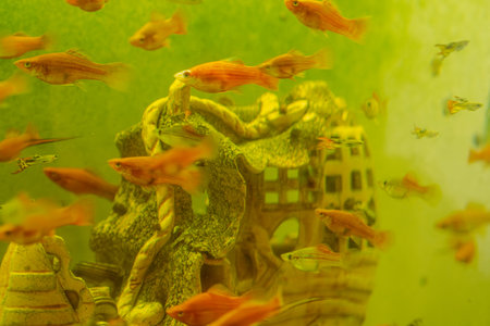 Small vibrant fish of various colors swim amongst a decorative underwater structure in an aquarium...