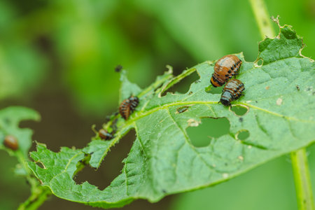 Colorado potato beetles munch on green potato leaves in a lush garden setting The vibrant beetles display their distinct orange and black markings amidst the verdant foliage.の写真素材