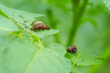 Colorado potato beetles munch on green potato leaves in a lush garden setting The vibrant beetles...