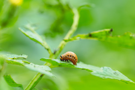 A larva of the Colorado potato beetle is seen munching on the vibrant green leaves of potato plants...