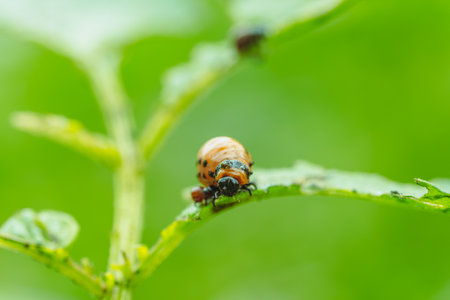 A larva of the Colorado potato beetle is seen munching on the vibrant green leaves of potato plants...
