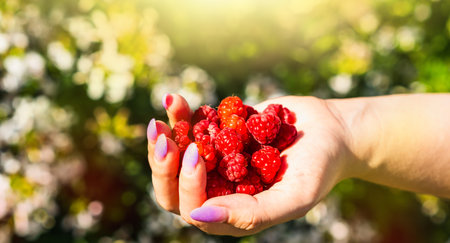A womans hand displays a generous handful of ripe red raspberries against a backdrop of blooming...
