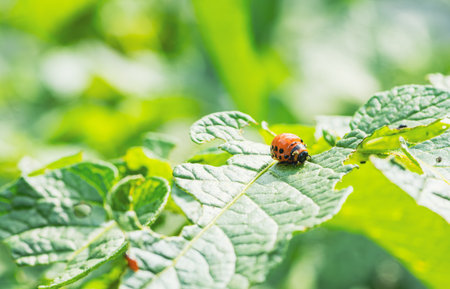 Colorado potato beetle larva is actively feeding on a vibrant green potato leaf in a garden The...