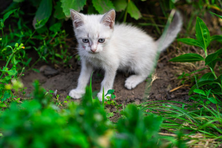A curious white kitten is playfully wandering through a vibrant garden filled with green plants and grass enjoying the warm daylight and natural surroundings.の写真素材