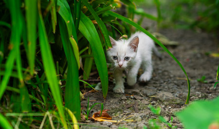 A curious white kitten with a red collar is playfully wandering through a vibrant garden filled with green plants and grass enjoying the warm daylight and natural surroundings.の写真素材